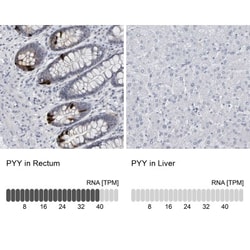 Peptide YY Antibody, Novus Biologicals:Antibodies:Primary Antibodies